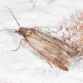 Effective Ways to Seal Cracks and Crevices to Control Moth Infestations