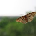 Guarantees and Warranties for Moth Infestations