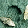 Continued Monitoring for Moth Infestations: How to Get Rid of Them and Prevent Future Infestations