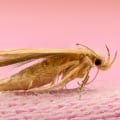 How to Effectively Control Moth Infestations with Vacuuming