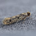 A Complete Guide to Inspection and Treatment Services for Moth Infestations