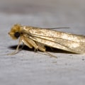 The Importance of Fumigation in Controlling Moth Infestations