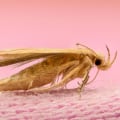 How to Get Rid of Moths and Prevent Future Infestations