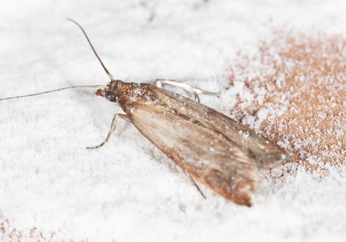 Effective Ways to Seal Cracks and Crevices to Control Moth Infestations