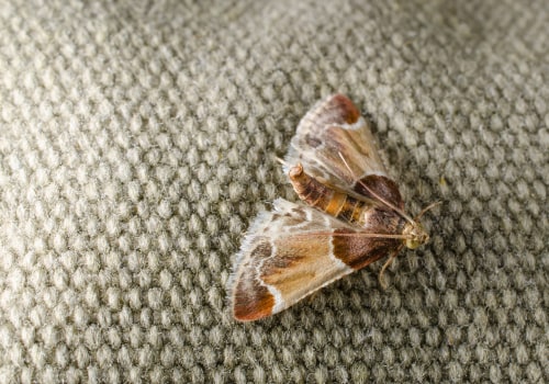 Preventive Measures for Moth Infestations