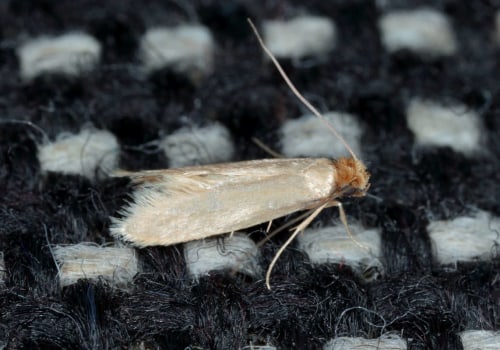 How to Prevent and Treat Clothing Damage Caused by Moth Infestations