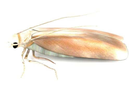 Controlling Moth Infestations with Insecticides