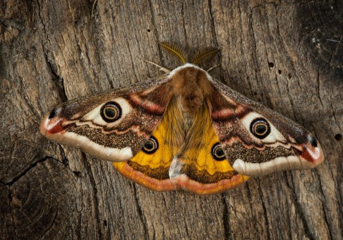 Frequent Sightings of Moths: Understanding Infestations and How to Prevent Them