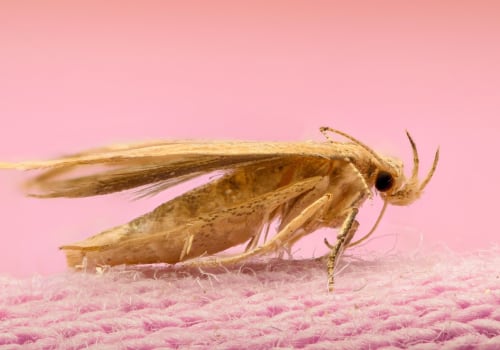 How to Effectively Control Moth Infestations with Vacuuming