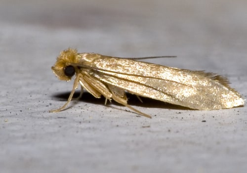 Fumigation: The Ultimate Solution for Moth Infestations