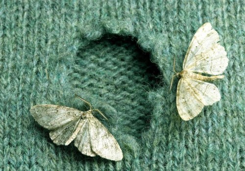 Understanding Damaged Fabrics: How to Get Rid of Moth Infestations