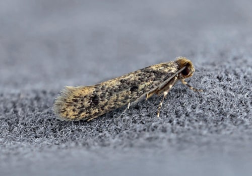 A Complete Guide to Inspection and Treatment Services for Moth Infestations