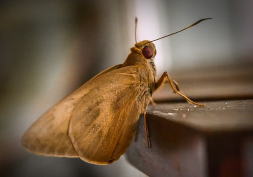 A Guide to Visible Moths: How to Get Rid of Infestations and Prevent Future Ones