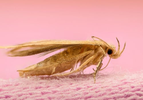 How to Get Rid of Moths and Prevent Future Infestations